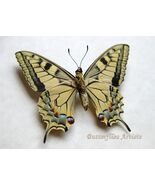 Old World Swallowtail Papilio Machaon Butterfly Framed Entomology Shadowbox - $62.00