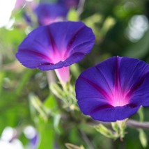 50 Purple Morning Glory Flower Seeds Fresh Seeds USA Seller - $13.98