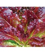 PSA 50 Purple Lilac Seeds For Planting Stunning Purple Flower Great For ... - $326.68 MXN