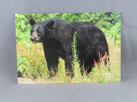 Vintage Postcard - Black Bear Canada - Dexter Press - £12.02 GBP
