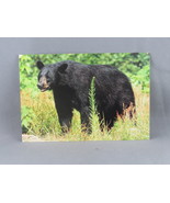 Vintage Postcard - Black Bear Canada - Dexter Press - $20.37 CAD