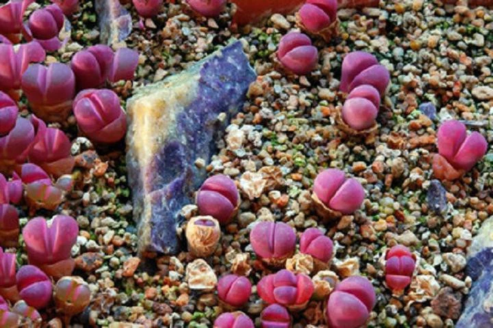 Lithops Optica RUBRA rare mesembs exotic succulent living stones cactus 15 SEEDS - $26.97