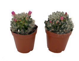 Powder Puff Pincushion Cactus - Mammillaria bacosana - 2 Pack in 2&quot; Pots - £28.76 GBP