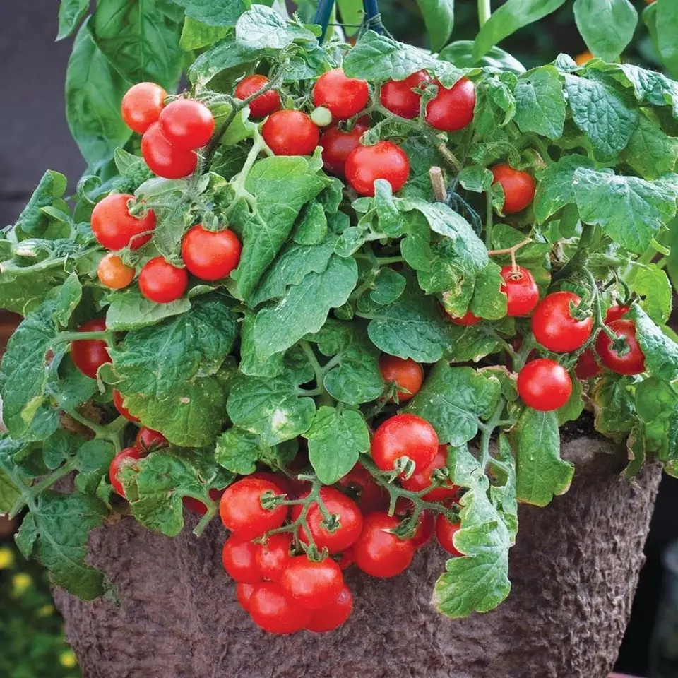 SKMO Tiny Tim Cherry Tomato Vegetable Heirloom 15 Seeds Indoor Gardening - $9.10