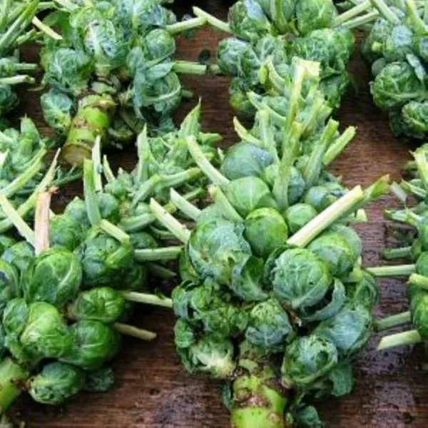 Heirloom Catskill Brussels Sprouts Seed Healthy Grown In Usa Fresh Garden - £7.08 GBP