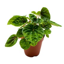 Dark Green Emerald Ripple Peperomia Caperata, 4 inch - £14.78 GBP