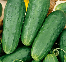 BStore Homemade Pickles Cucumber Seeds 45 Vegetable Garden Pickling - $8.59