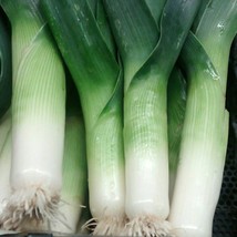 USA Seller Large American Flag Leek Gourmet Garden Vegetable Seeds Fast Shipping - £14.22 GBP