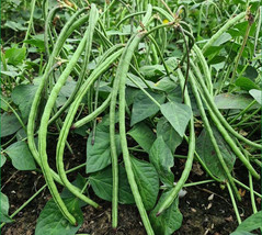 SEPT Bush Long Green Bean Seeds Đậu Đũa Bụi Ngọt - $5.88