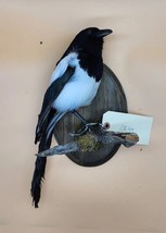 AR44 Eurasian Magpie (Pica Pica) Bird Mount Taxidermy - £253.90 GBP