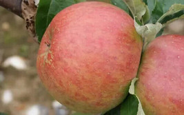 HS  25+ King Of Tompkins County Apple Seeds - Planting Fruit - USA  - £5.17 GBP