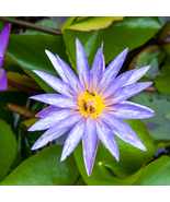 Purple Water Lily Pond Bud Flower - 1 Seeds - $5.63