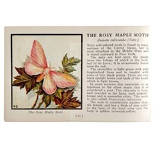 The Rosy Maple Moth 1934 Butterflies Of America Antique Insect Art PCBG14C - $19.99