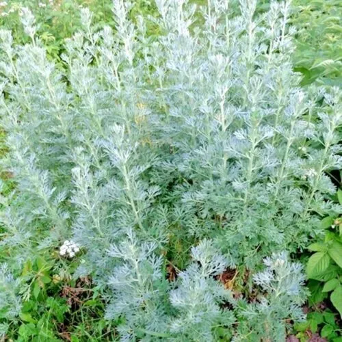 Fresh 300 Wormwood Absinthe Seeds Spring Perennial Mosquito Pests Deer Repellent - £8.76 GBP