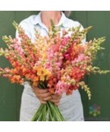 Fresh 1000 Johnny&#39;s Potomac Early Sunrise Mix Snapdragon Seeds  for Garden - €9,41 EUR