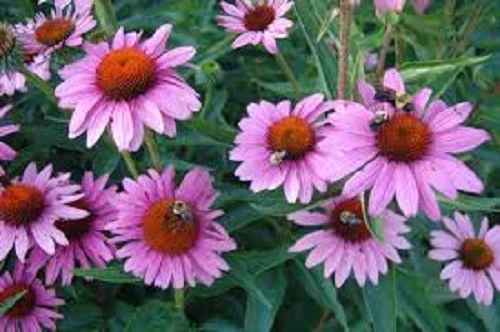 50+  Echinacea Purple Coneflower Flower Seeds  /  Long Lasting Perennial - $257.77 MXN