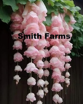 30 Seeds Light Pink Weeping Begonia Flowers Beautiful Hanging Basket Plant - $7.17