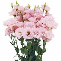 LISIANTHUS SEEDS MEGALO CHERRY 25 PELLETED SEEDS CUT FLOWER SEEDS - $23.48