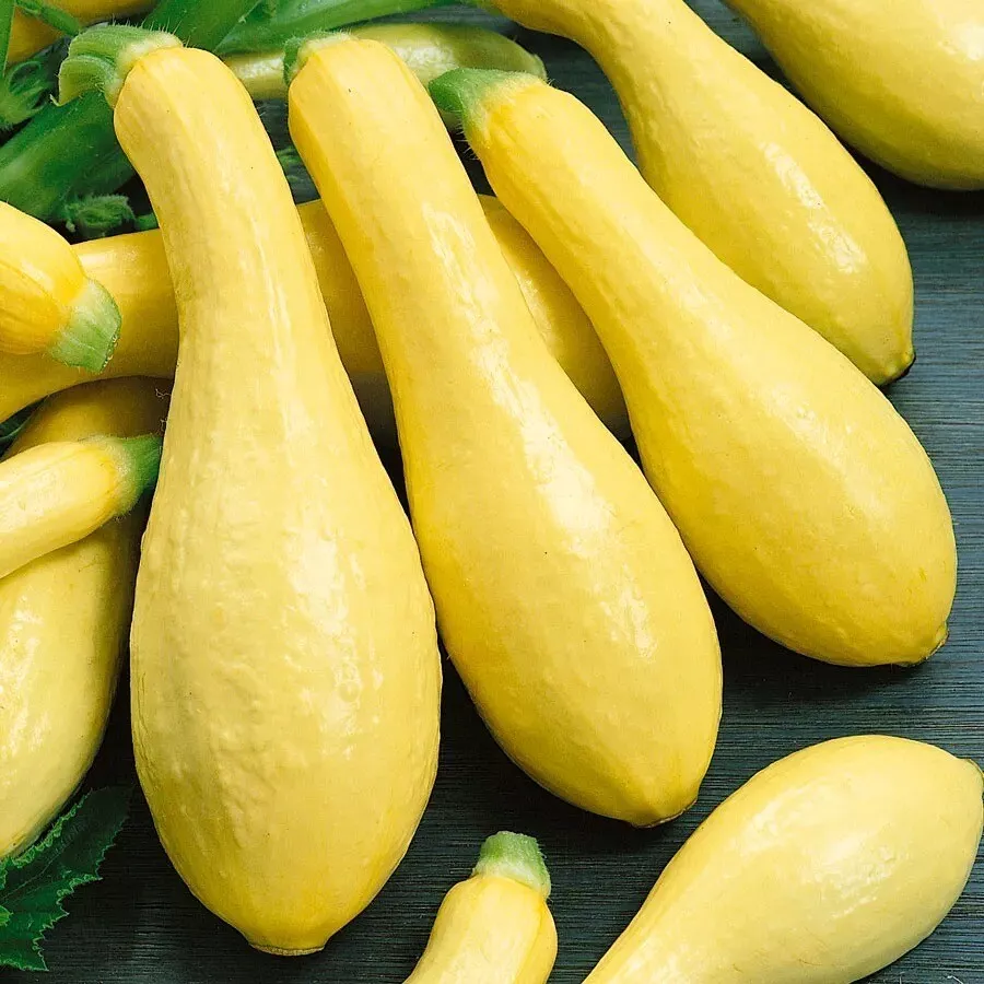 25 Seeds Early Prolific Straight Neck Squash Non GMO Heirloom - £7.70 GBP