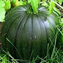 20 Italian Squash Zucca De Lungo Verde Seeds Pack NON-GMO Fresh Seeds - $4.50