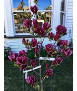 Genie Magnolia Tree Deep Plum Purple Fragrant Blooms Large 1 Gallon Pot Fresh US - $134.98