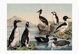 Shore Birds 20 x 30 Poster - £21.02 GBP