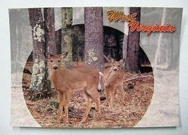 West Virginia Deer Fawns Postcard - £2.93 GBP