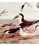 Terns And Seabird Varieties #1 1936 Bird Art Lithograph Color Plate Prin... - $35.14 CAD