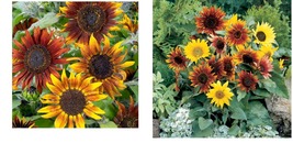 150 Seeds! Sunflower DWARF MARDI GRAS 36&quot; Tall Finches Butterflies Love Seeds  - £21.64 GBP