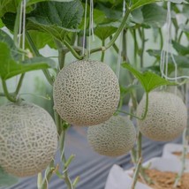 FRESH Honey Rock Melon - Cantaloupe Seeds - Organic Seeds - Heirloom Seeds - £7.47 GBP