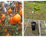 1 Grafted Hana Fuyu Japanese Persimmon Tree Live Plant 6-12&quot; Tall Well R... - £63.89 GBP