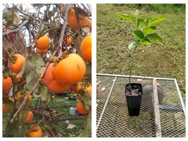 1 Grafted Hana Fuyu Japanese Persimmon Tree Live Plant 6-12&quot; Tall Well R... - £63.66 GBP