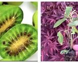 5 Kiwi Prolific vines self pollinating - $94.93