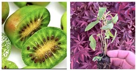 5 Kiwi Prolific vines self pollinating - £74.49 GBP