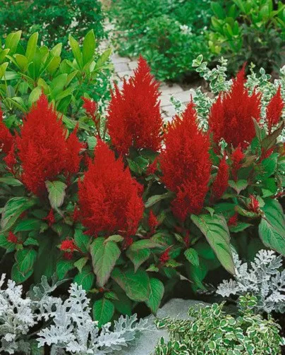 50 Celosia Seeds Plumed Forest Fire Very Beautiful - £11.78 GBP