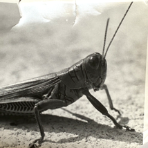 c1970 Original Grasshopper Black White Photograph Steven Willhite Glen Ellen IL - £12.01 GBP
