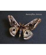 Ligurian Emperor Silkworm Saturnia Pyretorum Moth Framed Entomology Shadowbox - $94.99