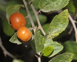 Sweet Desert Hackberry {Celtis pallida} Pre-Stratified 5 seeds - $5.59