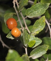 Sweet Desert Hackberry {Celtis pallida} Pre-Stratified 5 seeds - £4.46 GBP