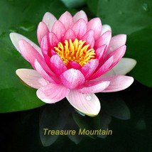 1 Professional Pack, 1 seeds / pack, Lewis Pink Nelumbo Nucifera Lotus Flower Po - £2.44 GBP