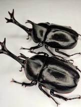 Handmade Rhino Beetle Statuette Fine Insect Figurine Bugs - £30.42 GBP