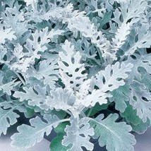 New Fresh 75 Dusty Miller Silverdust Seeds - £6.33 GBP