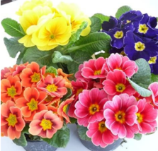 100 pcs European Primrose Flower Seeds Mixed Colors FROM GARDEN - £6.35 GBP