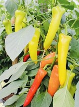BRN Hungarian Sweet Wax Pepper Seeds Heirloom Non Gmo Fresh Garden - $8.97
