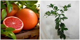 Dwarf Rio Red Grapefruit Tree - 24-36&quot; Live Indoor Citrus Plant, Gallon Pot - H0 - £149.48 GBP