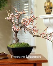 Heirloom Bonsai Pink Peach Flower 2 Garden Beautiful - £3.90 GBP