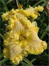 100 Seeds Hybrid Mix Daylily Flowers Seed Colour Hybrid Hemerocallis Seeds - £7.51 GBP