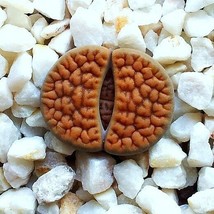 Lithops hookeri vermiculate form c336 rare living stones exotic mesembs 15 SEEDS - £7.02 GBP