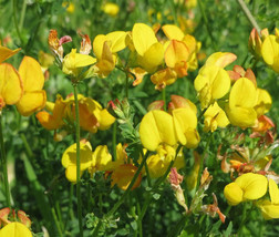 Bird&#39;S Foot Trefoil Lotus Corniculatus 5 000 Bulk Seeds Fresh - £30.35 GBP