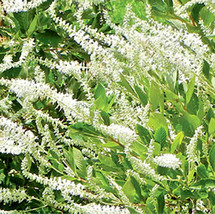 30 Einstein Sweet Pepperbush Seeeds Clethra Alnifolia Einstein Fresh Seeds - $13.70